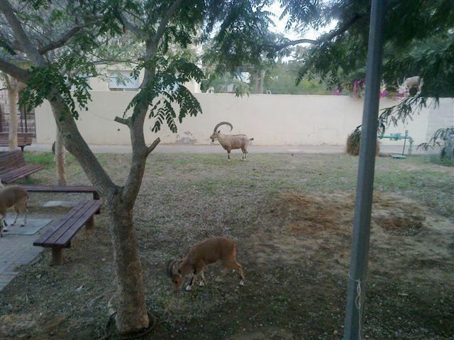 Gavanromi Desert Home Midreshet Ben Gurion Buitenkant foto